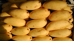 How to store Mangoes